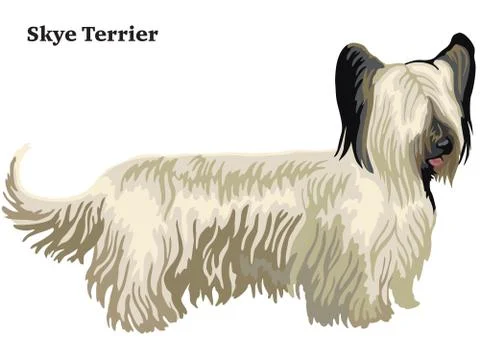 Colored decorative standing portrait of Skye Terrier vector illustration Stock Illustration