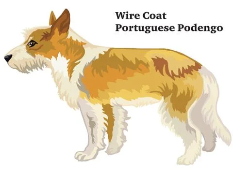 Colored decorative standing portrait of Wire Coat Portuguese Podengo vector i Stock Illustration