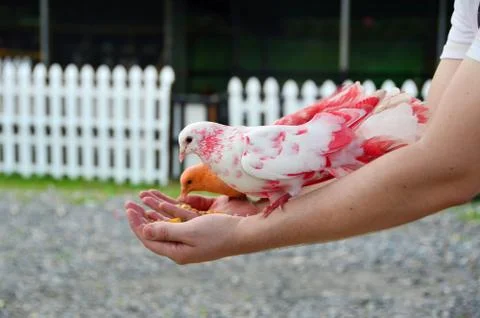 A colored dove eats from human hands Stock Photos