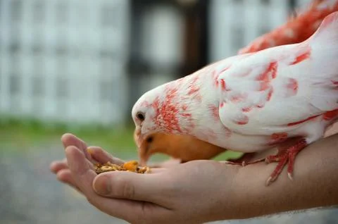 A colored dove eats from human hands Stock Photos