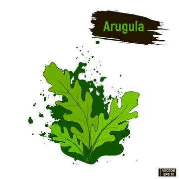 Colored drawing of the arugula. Stockillustratie
