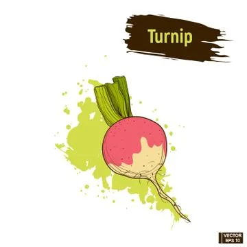 Colored drawing of turnip sketch イラスト素材