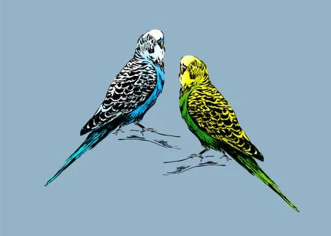Colored drawing of two budgies Stock Illustration