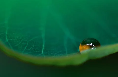 Colored Drop close up of water on a leaf Stock Photos