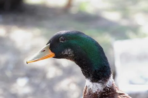 Colored duck on blurred background Stock Photos