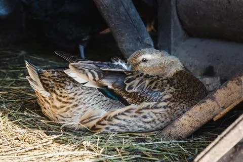 Colored duck resting in the barn Stock Photos