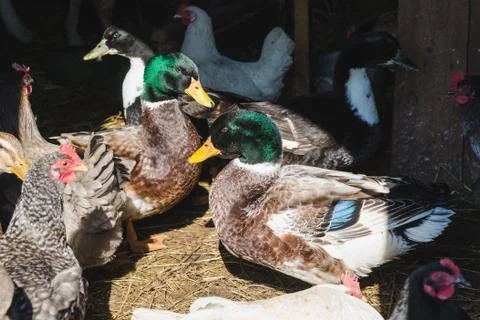 Colored ducks and chicken in a barn Foto stock
