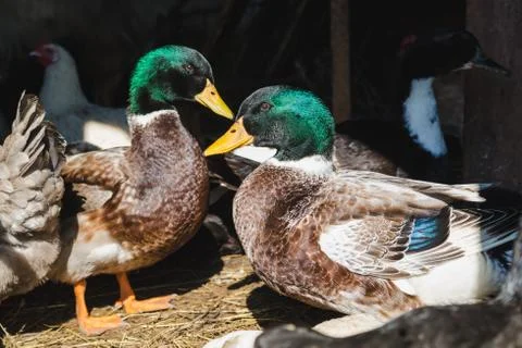 Colored ducks in a barn Stock Photos