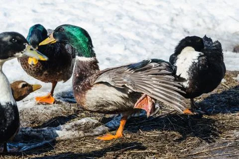 Colored ducks at the farmstead in early spring, closeup Stock Photos