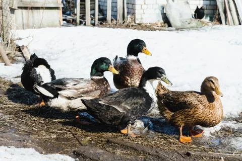 Colored ducks at the farmstead in early spring, closeup Stock Photos