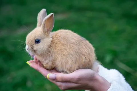 Colored dwarf rabbit fox sit on a woman's hand on a sunny day before Easter Stock Photos