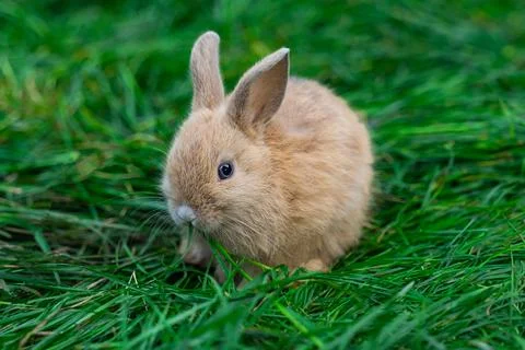 Colored dwarf rabbit fox sits on a green grass on a sunny day before Easter Stock Photos