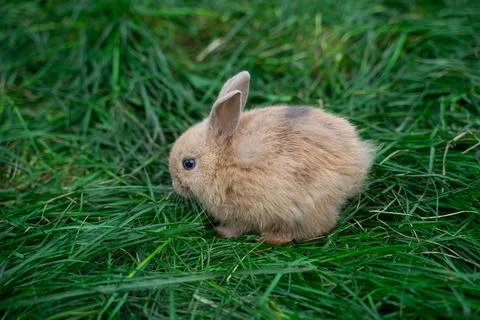 Colored dwarf rabbit fox sits on a green grass on a sunny day before Easter Stock Photos