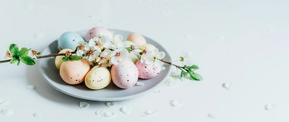Colored Easter eggs and blooming tree branch on the gray plate with flower Foto stock