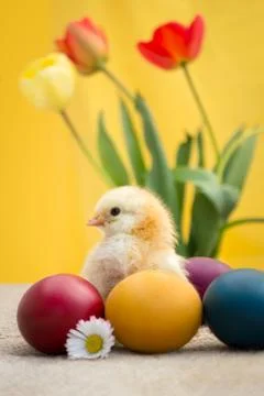 Colored Easter eggs and chicken Stock Photos
