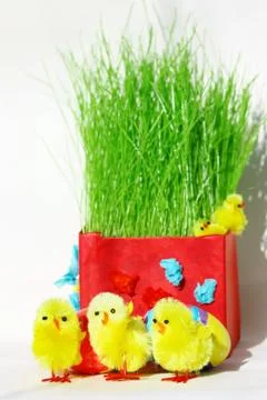 Colored easter eggs and chickens in green grass with white backg Stock Photos
