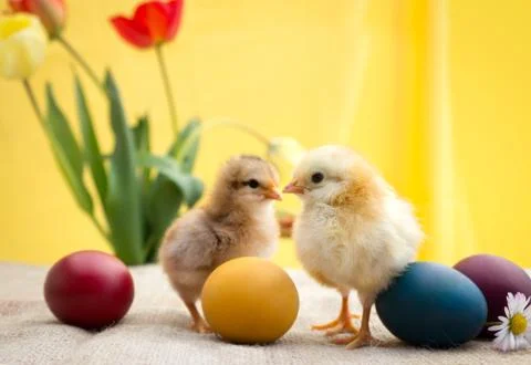 Colored Easter eggs with cute chicken Stock Photos