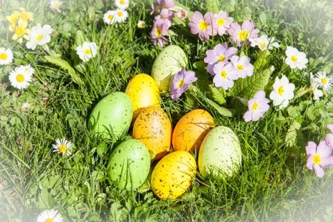 Colored Easter eggs hidden in flowers and grass Stock Photos