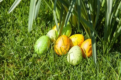 Colored Easter eggs hidden in flowers and grass Stock Photos