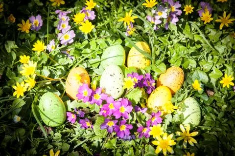 Colored Easter eggs hidden in flowers and grass Stock Photos