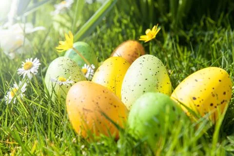 Colored Easter eggs hidden in flowers and grass Stock Photos