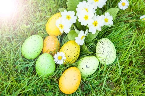 Colored Easter eggs hidden in flowers and grass Stock Photos