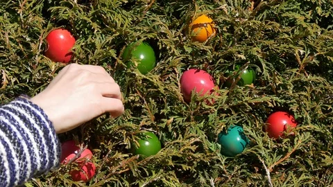 Colored Easter eggs in juniper Stock Footage 73462820