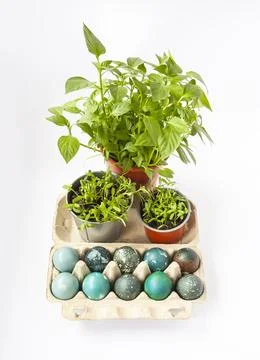 Colored Easter eggs in the paper box and potted green plants. Stock Photos