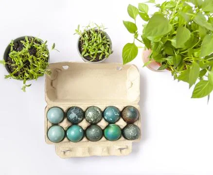 Colored Easter eggs in the paper box and potted green plants. Stock Photos