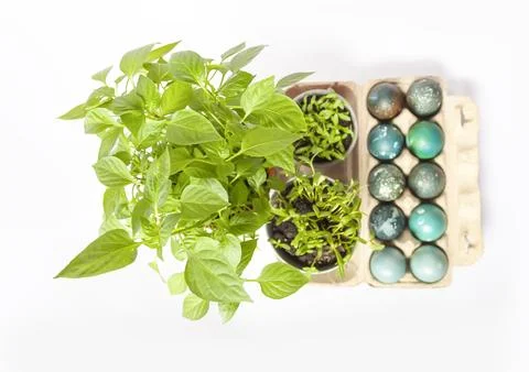 Colored Easter eggs in the paper box and potted green plants. Stock Photos