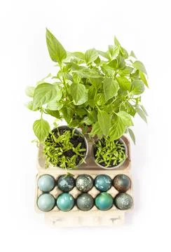 Colored Easter eggs in the paper box and potted green plants. Stock Photos