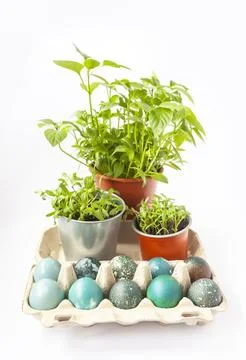 Colored Easter eggs in the paper box and potted green plants. Stock Photos