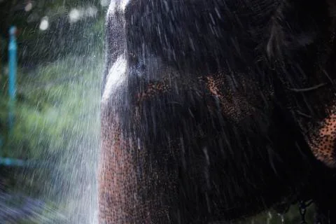Colored elephant rain shower  Stock Photos