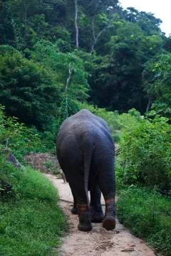 Colored Elephant walk  Stock Photos
