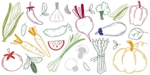 Colored engraving of farm vegetables Stock Illustration