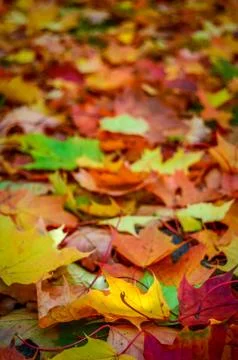 Colored fall leaves Stock-Fotos