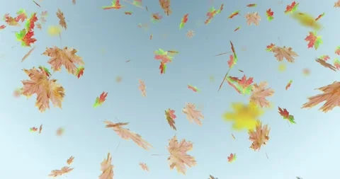 Colored falling autumn leaves of different trees on the background of the sky Stock Footage 161762069