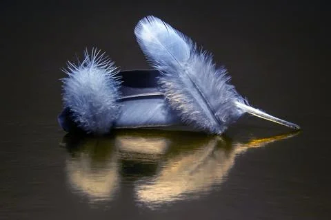 Colored feather and bird fluff on a dark background Stock Photos