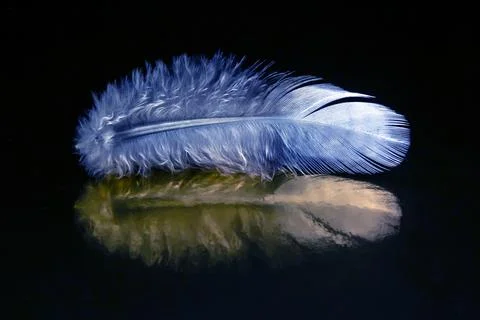 Colored feather and bird fluff on a dark background Stock Photos