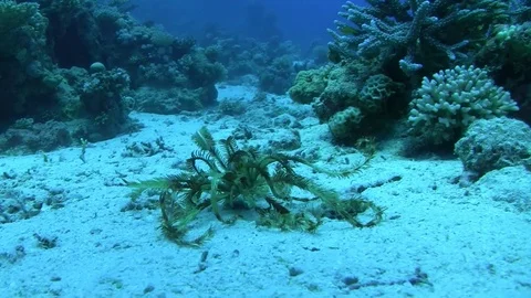 Colored feather star - crinoidae Stock Footage 88540839