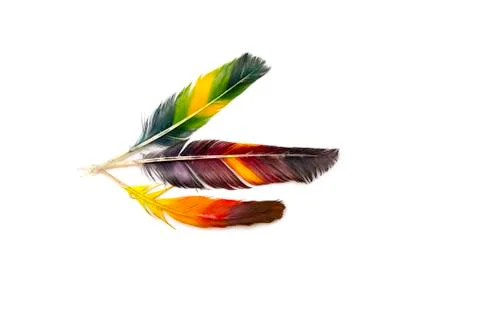 Colored feathers Stock Photos