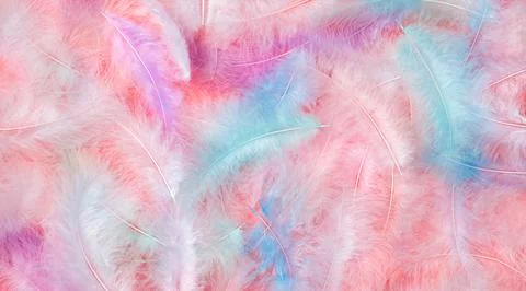 Colored feathers on a pink background. Background of bird feathers. Stock Photos