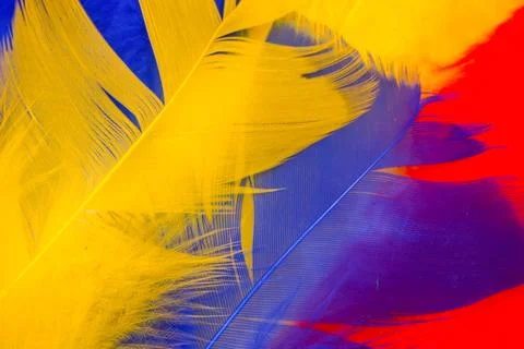Colored feathers in various combinations, children's toy Stock Photos