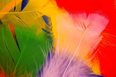 Colored feathers in various combinations, children's toy Stock Photos