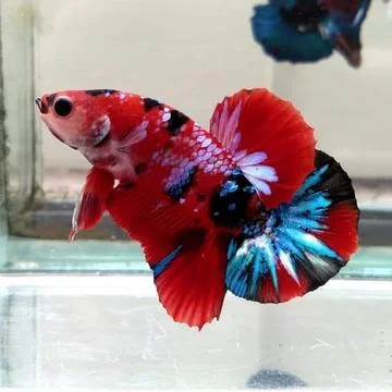 Colored fighting fish Foto stock