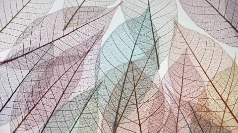 Colored fine leaf vein patterns. Video stock 196502