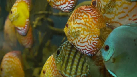 Colored fish of the amazon river. Symphysodon discus Stock Footage 147745254