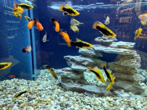 Colored fish in the aquarium 스톡 사진