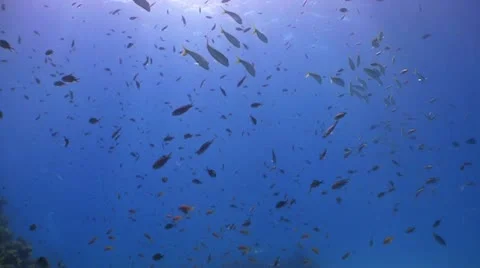 Colored Fish on a background of blue water, Red Sea Stock Footage 12117126