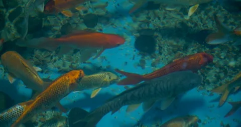 Colored fish in clear water Stock Footage 96739845